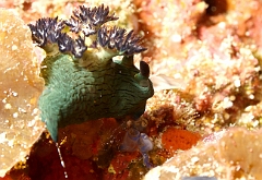 Raja Ampat 2016 - Nembrotha milleri - Miller s nembrotha - Nudibranche nembrotha miller -IMG_5377_rc
